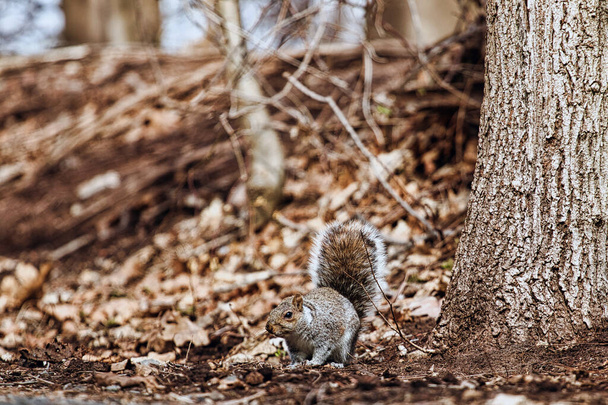 squirrel in the forest on the ground - Foto, Imagen