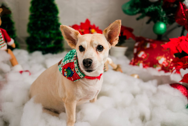 dog with christmas decoration on background, close up - Фото, зображення