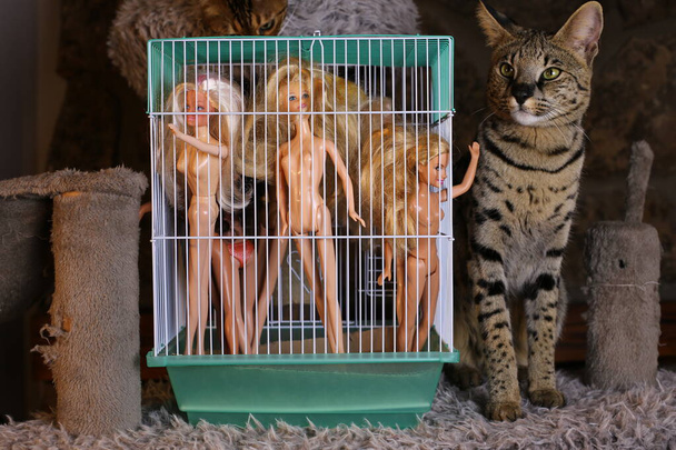 крупним планом знімок красивої екзотичної кішки біля клітки з ляльками
 - Фото, зображення
