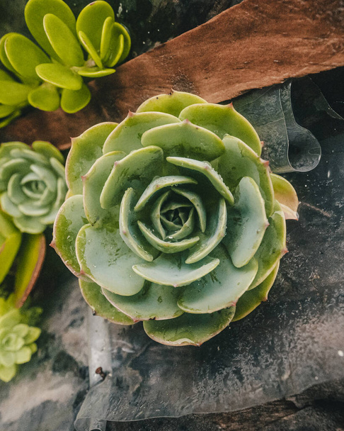 green succulent in the garden - Photo, image