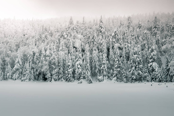 winter landscape with snow covered trees - Photo, image