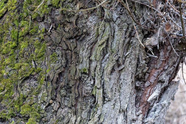 tree bark texture, background - Foto, afbeelding