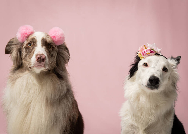 two cute dogs, isolated on pink background - Fotoğraf, Görsel