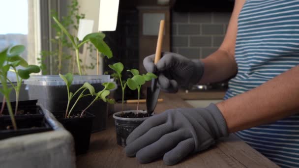 Vrouwelijke handen in handschoenen losmaken van de grond in een bloempot met radijs spruiten - Video