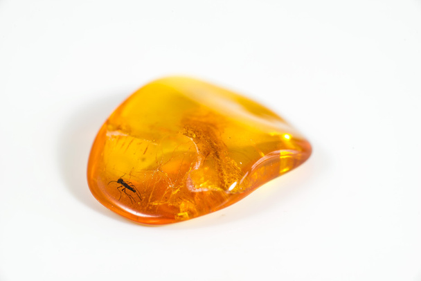 Amber with embedded insect - Photo, Image