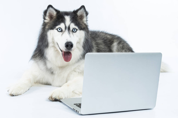 dog with a laptop on a white background - Valokuva, kuva