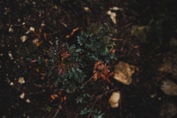 close up of a plant in the forest - 写真・画像