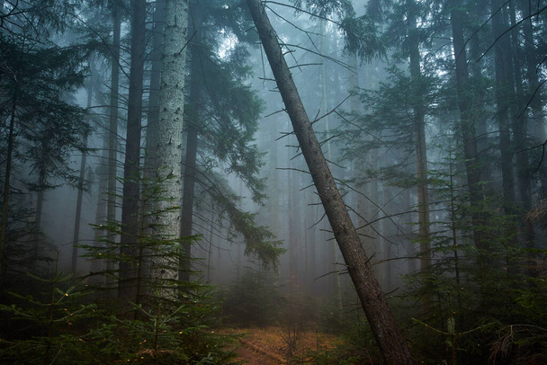 foggy forest in the morning fog - Фото, изображение
