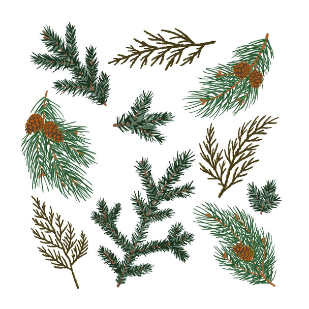 Set of coniferous branches pine, fir-tree, thuja. - Vector, Image