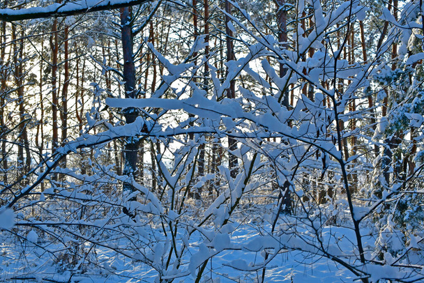 Schöner, märchenhaft verschneiter Wald an einem klaren Tag. - Foto, Bild