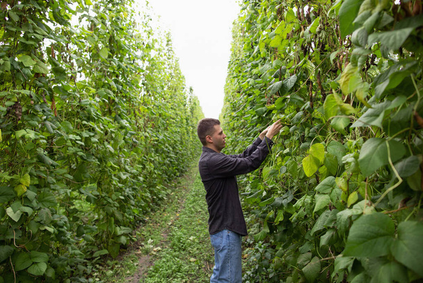An agronomist inspects a green bean crop. Harvest of beans - Photo, Image