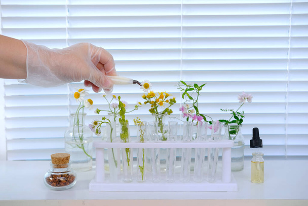 woman scientist prepares sample of plants for analysis in university laboratory, studies plant dna, concept science, chemistry, biological laboratory, people professionals, natural medicine - Foto, imagen