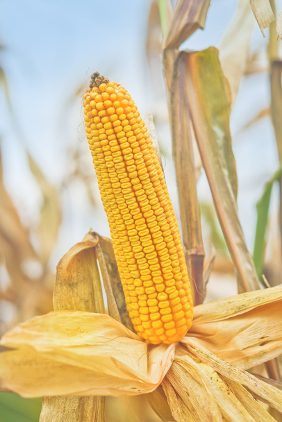 Ripe maize corn on the cob - Fotografie, Obrázek