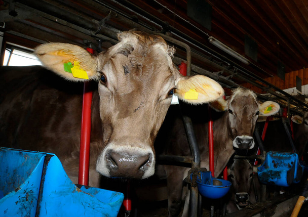 Cow in a cowshed on a dairy farm, housing for farm animal - Photo, Image
