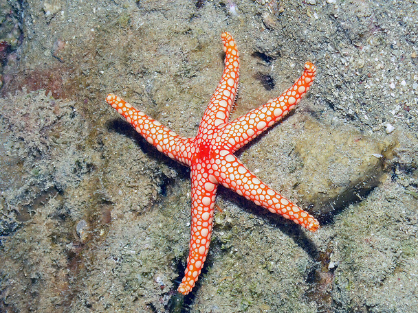 A Pearl Sea Star (Fromia monilis) in the Red Sea, Egypt - Photo, Image