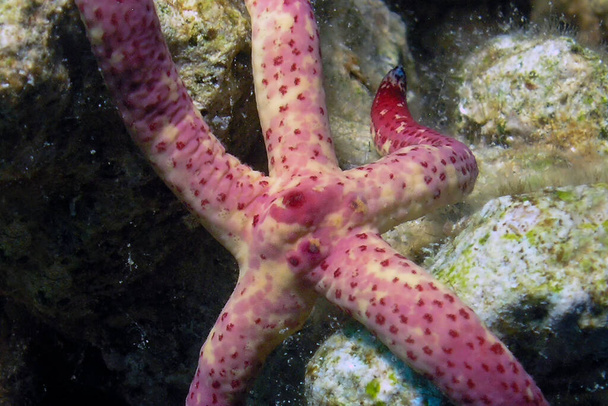Una estrella marina multipore (Linckia multifora) en el Mar Rojo, Egipto - Foto, imagen