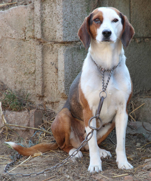 De Servische Driekleurige Hond - Foto, afbeelding