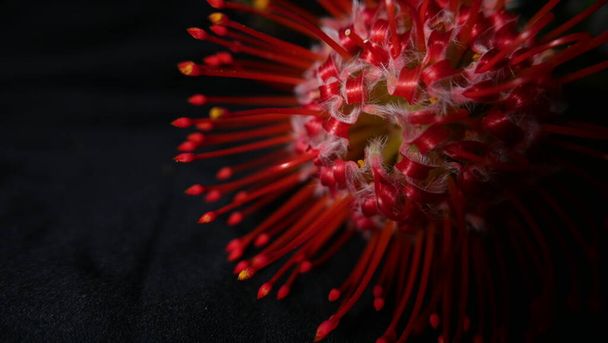 Close up de flor de proteína vermelha brilhante contra fundo escuro - Foto, Imagem