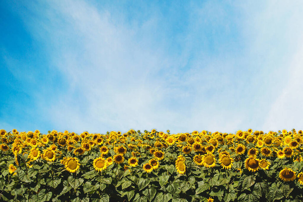 National landscape of ukraine. National colors of ukraine blue and yellow. Save Ukraine. Beautiful sunflower field under blue sky background. - Photo, Image