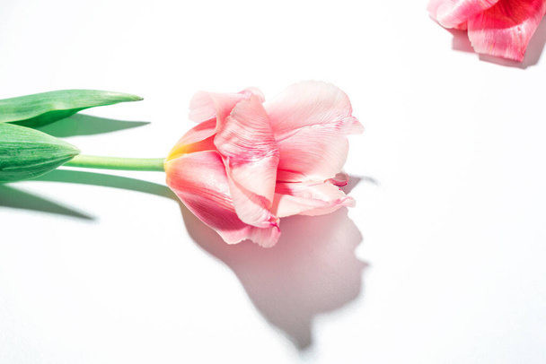 Pink tulip flower on white background, harsh shadows - Foto, Imagen