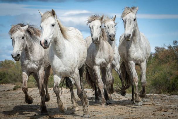 white horses in Camargue, France near Les salines, France - Photo, Image