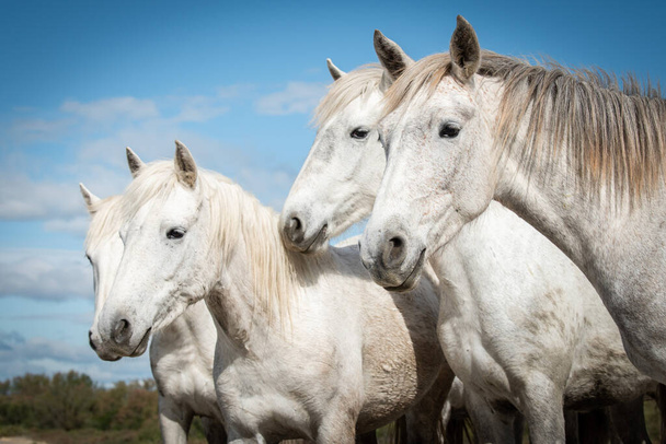 caballos blancos en Camargue, Francia cerca de Les salines, Francia
 - Foto, Imagen
