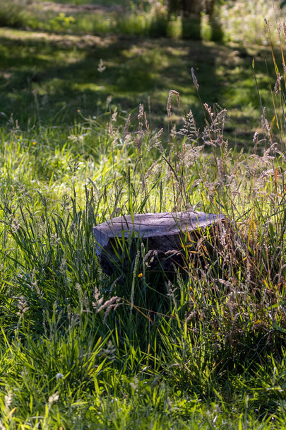 cut tree stump in growing field of grasses in springtime - Photo, Image