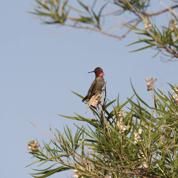 Colibri d'Anna (mâle) perché dans un arbuste - Photo, image
