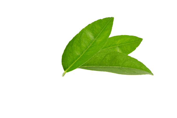 тропічні зелені листя ізольовані на білому тлі
 - Фото, зображення