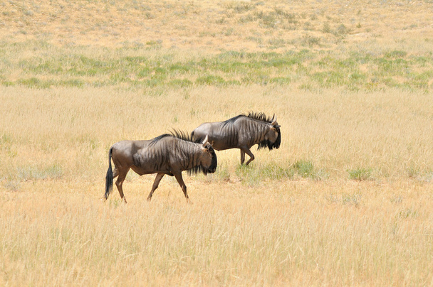 Dois Wildebeest azul andando
 - Foto, Imagem