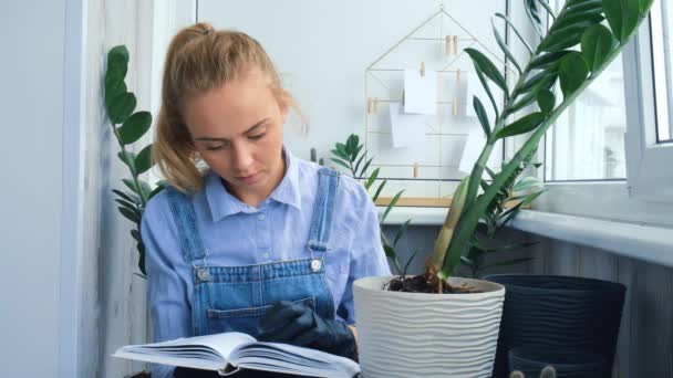 庭師の女性は本を読んで屋内植物を移植し、テーブルの上にシャベルを使用します。ザミアンカシス植物のケアと家庭菜園の概念。春植え - 映像、動画