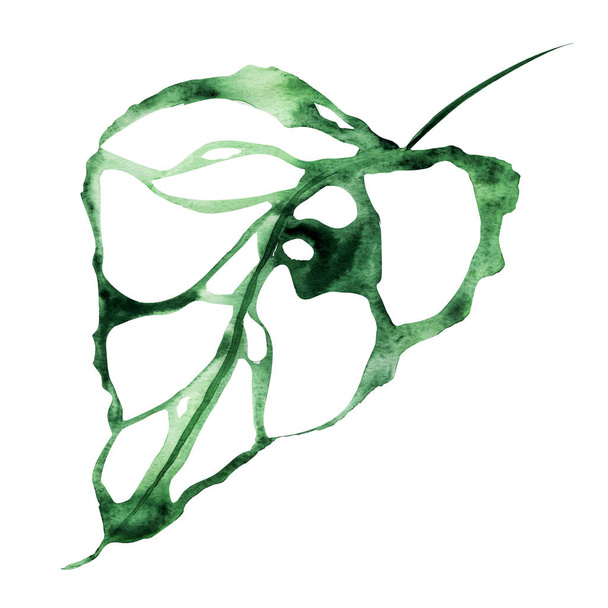 Monster leaf in the jungle watercolor. Template for decorating designs and illustrations. - Foto, afbeelding