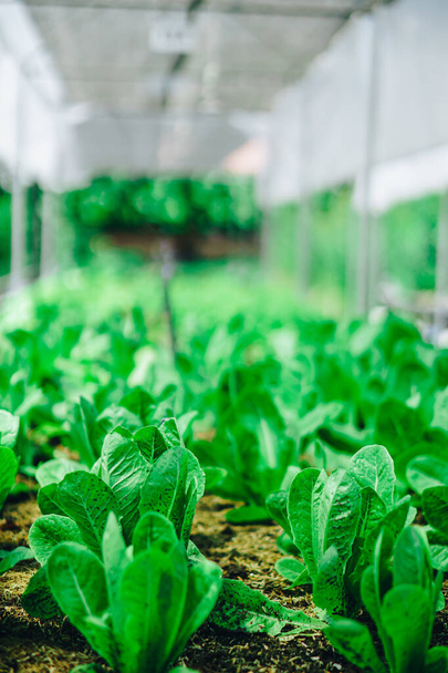 Hydroponics vegetable farm grown using organic methods. From a close-up photoshoot - Фото, изображение
