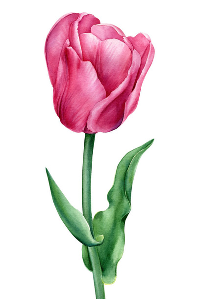 flower on an isolated white background. Watercolor illustrations. Pink tulip - Foto, Imagem