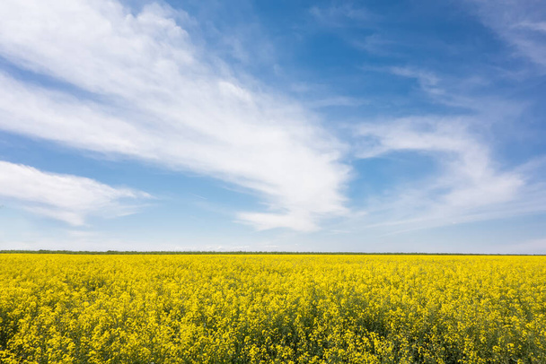 Spring landscape of rapeseed flowers field against a blue sky. Rapeseed oil and bio fuel. - Photo, Image