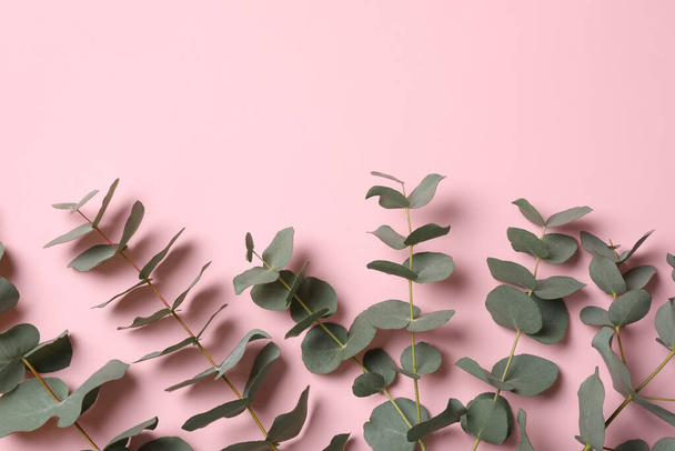 Eucalyptus branches with fresh leaves on pink background, flat lay. Space for text - Fotoğraf, Görsel