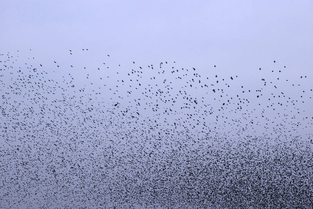 Hollanda, Dwingelderveld 'de Starling Bulutu - Fotoğraf, Görsel
