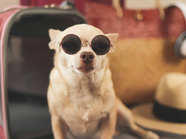 Close up image  of brown chihuahua dog wearing sunglasses sitting in front of traveler pet carrier bag with travel accessories, ready to travel. Safe travel with animals. - Photo, Image
