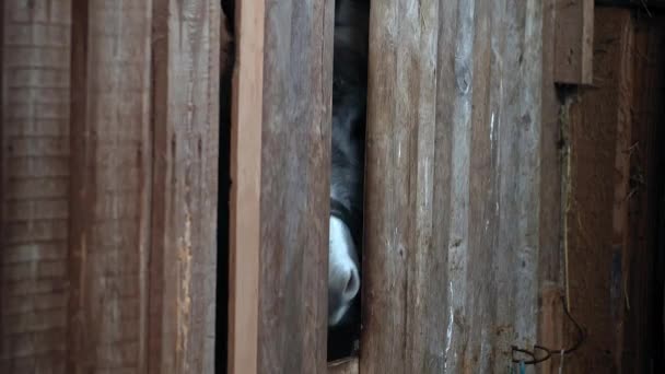 Der Esel steht in einem Stall und blickt durch ein kleines Loch, das Konzept der Fleisch- und Milchproduktion, Zuchttiere auf einem Bauernhof - Filmmaterial, Video