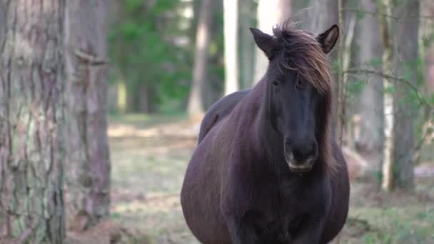 Un caballo negro se encuentra en un bosque verde de coníferas sección media, mira a la cámara y no se mueve, el concepto de cría de animales domésticos, caballos de cría para las carreras - Imágenes, Vídeo