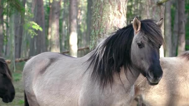 黒いたてがみを持つ灰色の馬がカメラに横に立って、 1頭の馬が焦点を当てていない、顔がクローズアップされ、家畜の繁殖の概念、競争のための馬の繁殖 - 映像、動画