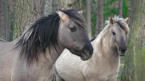 Dwa szare konie z czarną grzywą stoją bokiem do kamery, jeden koń jest nieostry, twarz jest bliska, koncepcja hodowli zwierząt domowych, hodowla koni do wyścigów - Materiał filmowy, wideo