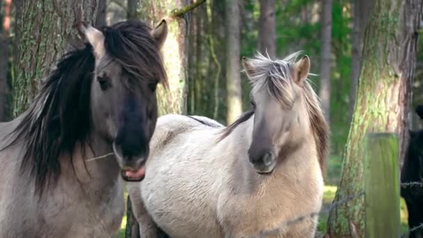 Dwa szare konie z czarną grzywą stoją bokiem do kamery, jeden koń jest nieostry, twarz jest bliska, koncepcja hodowli zwierząt domowych, hodowla koni do wyścigów - Materiał filmowy, wideo