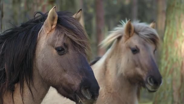 Dva šedí koně s černou hřívou stojí bokem ke kameře, jeden kůň je rozostřený, obličej je zblízka, koncepce chovu domácích zvířat, chovných koní pro dostihy - Záběry, video