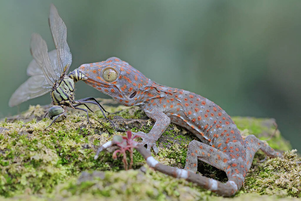 Genç bir tokay gecko bir yusufçuk sineğini avlıyor. Bu sürüngenin bilimsel adı Gekko gecko.  - Fotoğraf, Görsel