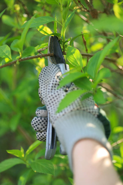 Mano en guantes de trabajo podar o cortar los arbustos con tijeras de podar - Foto, imagen