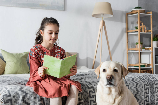 yellow labrador looking at camera near girl reading book on bed - Photo, image