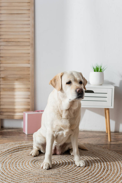 perro labrador sentado en la alfombra del suelo en casa - Foto, Imagen
