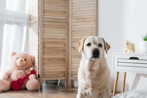  yellow labrador looking at camera near blurred soft toys at home - Foto, afbeelding