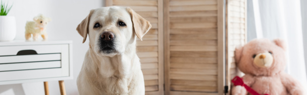 labrador perro mirando la cámara cerca borrosa osito de peluche en casa, pancarta - Foto, Imagen